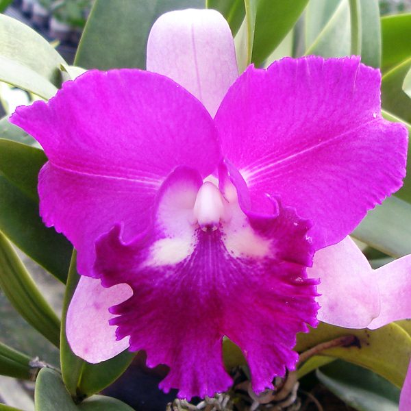 Brassolaeliocattleya Dorcille Little 'Charichang' orchid, flower number SC04