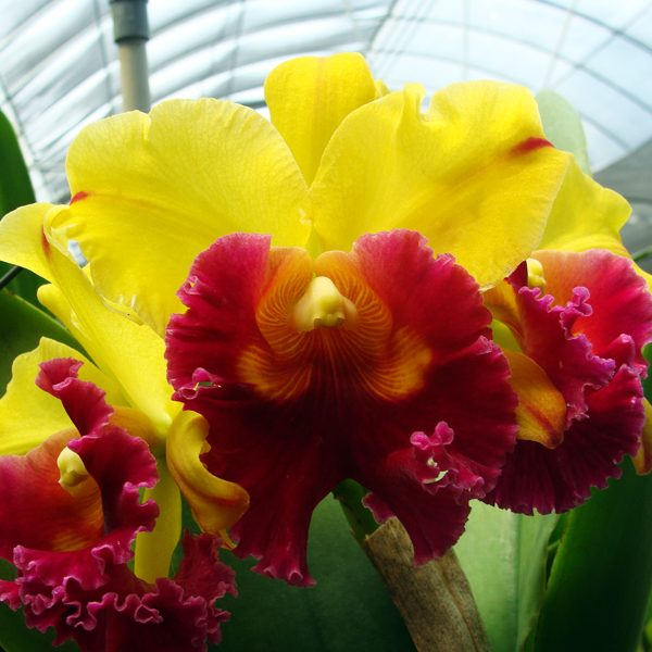 Brassolaeliocattleya Williette Wong 'The Best' AM/AOS orchid, flower number SC05