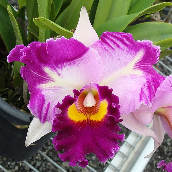 Laeliocattleya Chan Hsin Jewel 'San Mei' orchid, flower number SC07