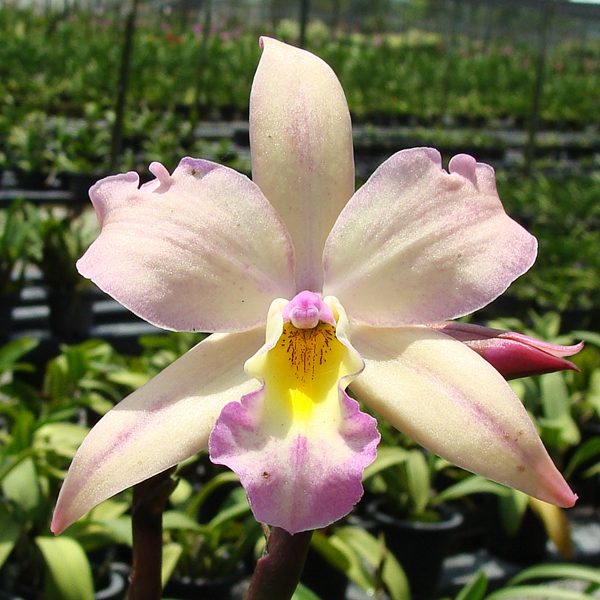 Iwan Appleblossom 'Vejrarut' orchid, flower number SC09