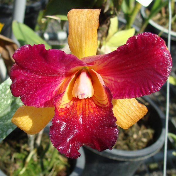 Brassolaeliocattleya Tzeng-Wen Beauty 'Budai' orchid, flower number SC100
