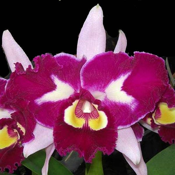Brassolaeliocattleya Chinese Beauty 'Orchid Queen' AM/AOS orchid, flower number SC101
