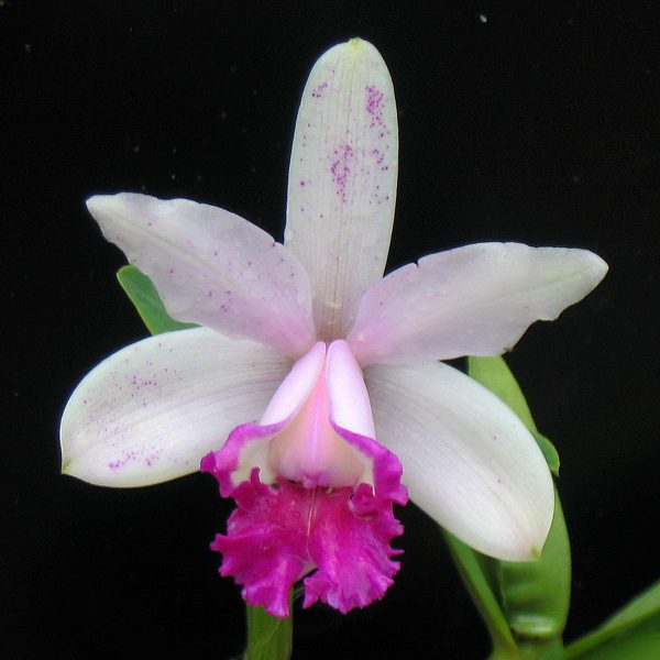 SC102 · Cattleya intermedia v orlata ‘Rio’