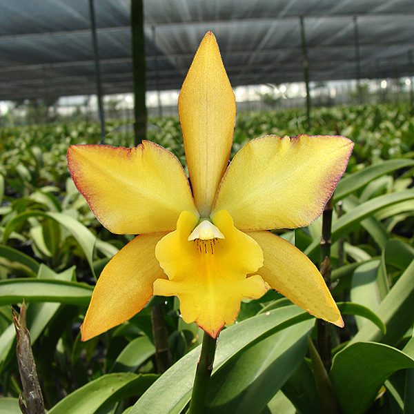 SC103 · Cattleya Iwan Appleblossom ‘Golden Elf’