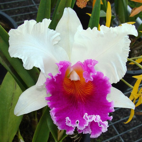 Brassolaeliocattleya Memoria Tiang 'Pipop' orchid, flower number SC104