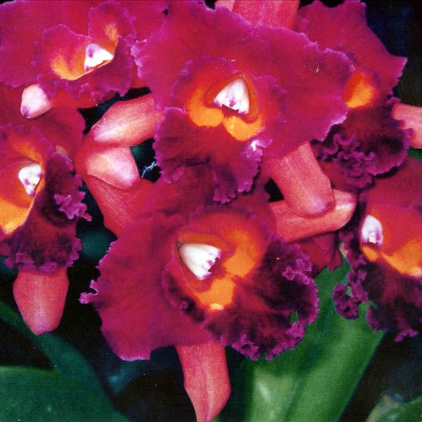 SC105 · Laeliocattleya Lisa Ann × Blc Buttercup