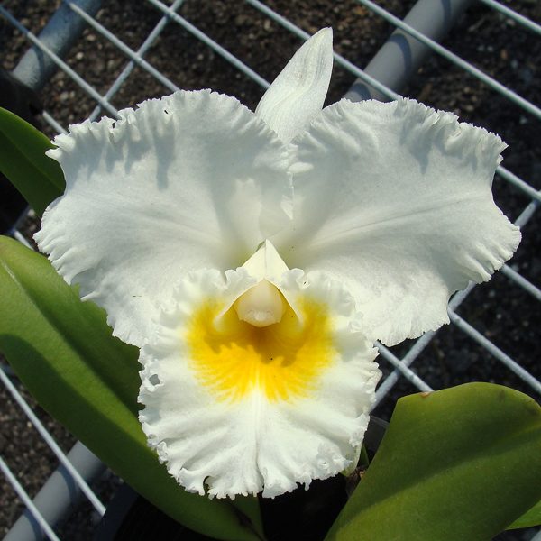 SC106 · Cattleya Gertrude Hausermann