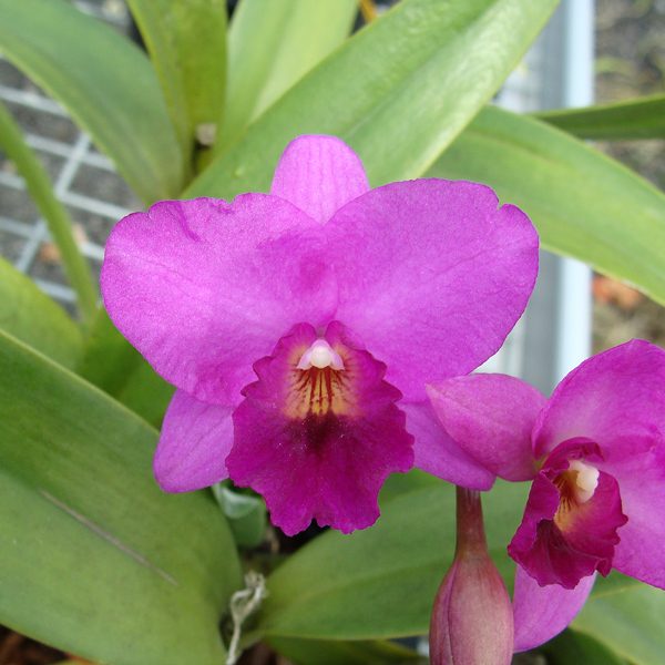 SC107 · Cattleytonia Rosy Jewel ‘Ewa’ AM/AOS