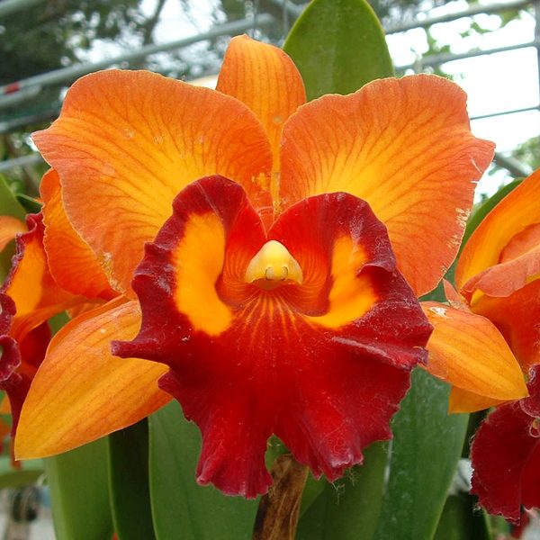 SC109 · Brassolaeliocattleya Chunyeah ‘Fang #19’