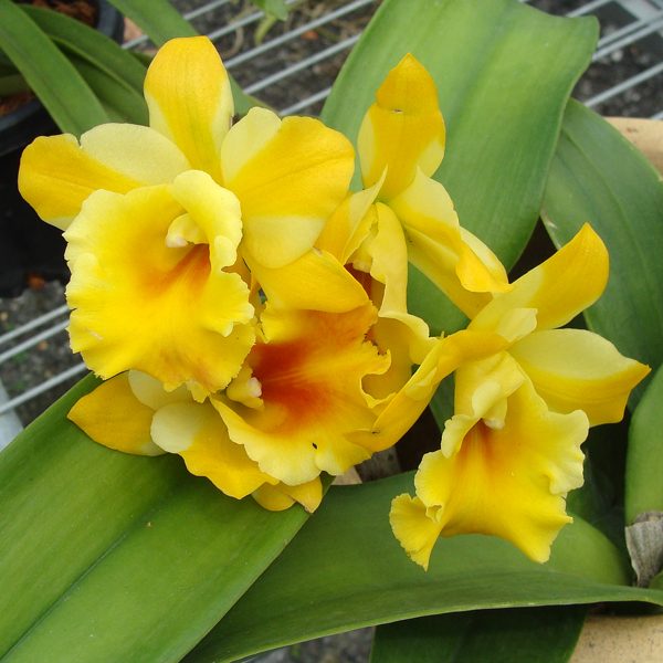 Brassolaeliocattleya Haadyai Delight × Lc Loog Tone orchid, flower number SC110