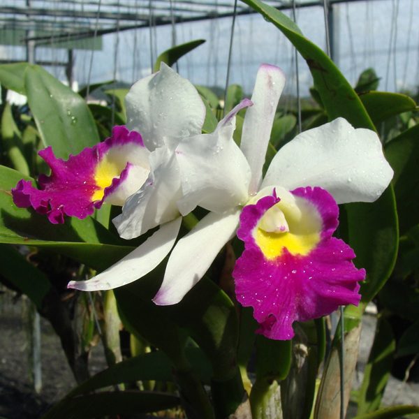 SC111 · Laeliocattleya Talana