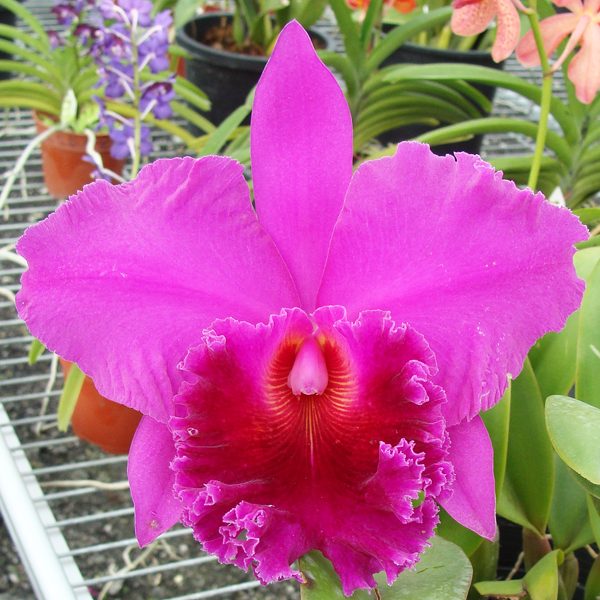 Brassolaeliocattleya Bua Khum orchid, flower number SC113