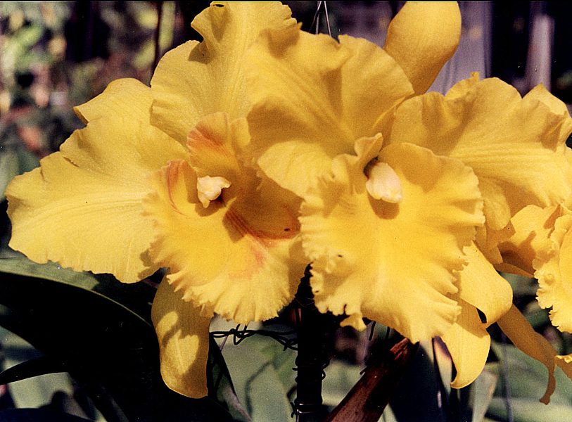 Brassolaeliocattleya Ploenpit Glory orchid, flower number SC114