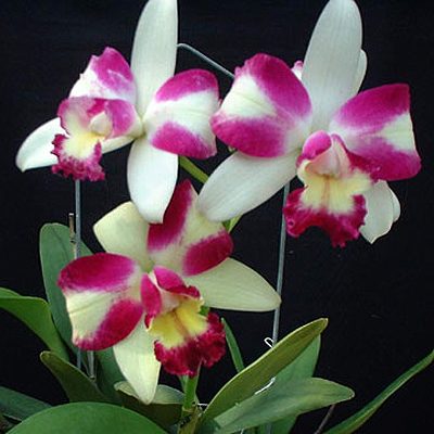 Brassolaeliocattleya Haw Yuan Beauty 'Hong' AM/AOS orchid, flower number SC115