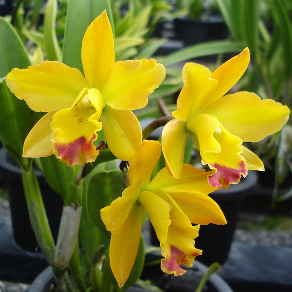 Brassolaeliocattleya Pink Diamond 'Yenrudee' AM/CST orchid, flower number SC116