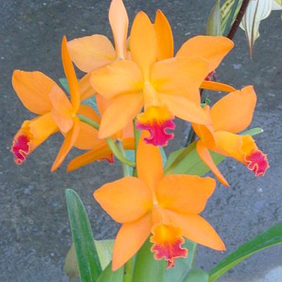 Mericlone or seedling? What your orchid’s label is telling you