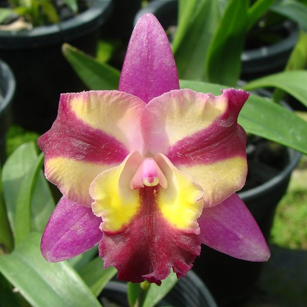 Hawkinsara Sogo Doll 'Little Angel' AM/AOS orchid, flower number SC118
