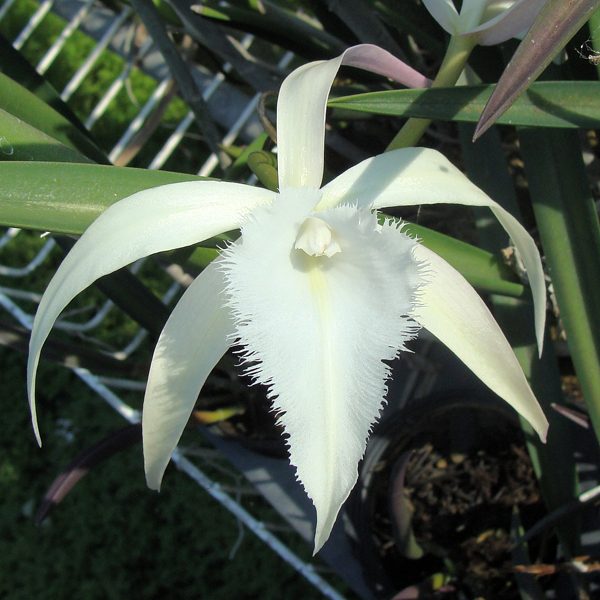 SC12 · Brassavola David Sander