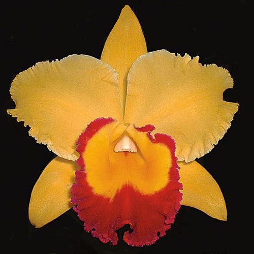 Brassolaeliocattleya Chyong Guu Chaffinch orchid, flower number SC121
