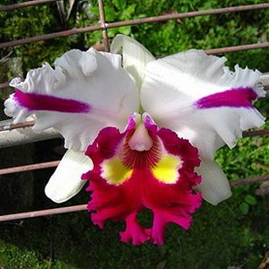 SC122 · Laeliocattleya Shellie Compton × Blc Segundina Vizcarra