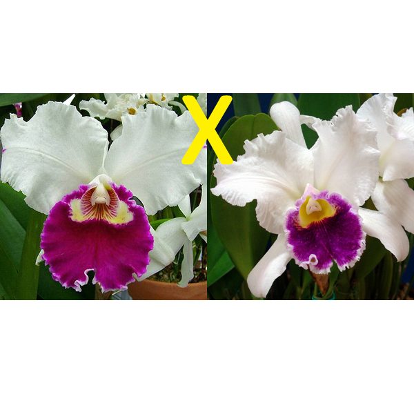 SC123 · Laeliocattleya Shellie Compton × Lc Mildred Rives