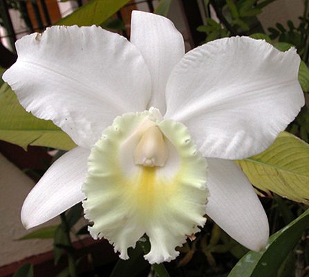 SC124 · Cattleya Marjorie Hausermann