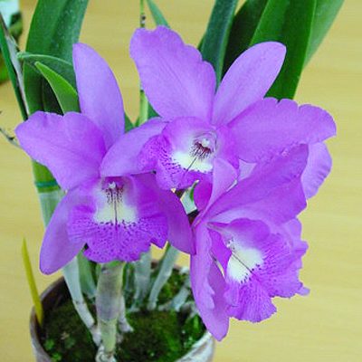SC125 · Brassocattleya Little Mermaid