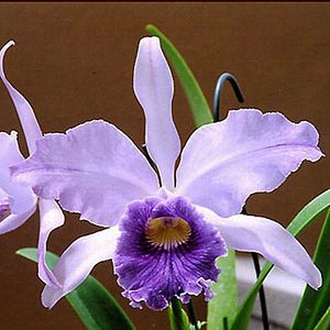 SC13 · Laeliocattleya Canhamiana var. coerulea ‘Azure Sky’ AM/AOS