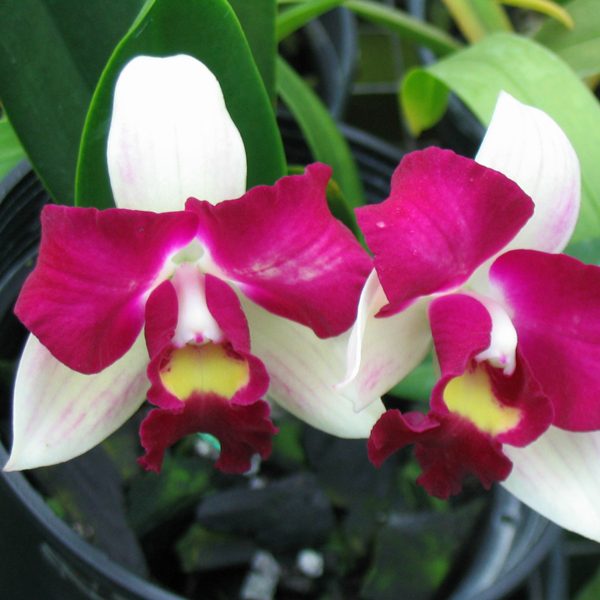 Brassolaeliocattleya Haw Yuan 'Delight' orchid, flower number SC141