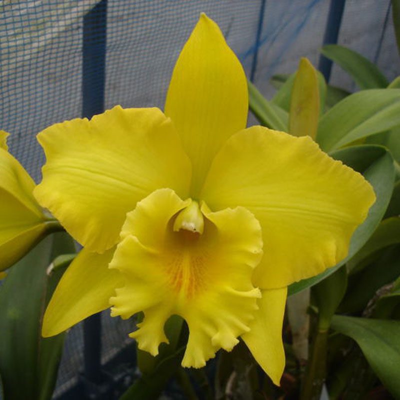 Rhyncholaeliocattleya Hsinying Pachi Pachi ‘Rie’ orchid, flower number SC142