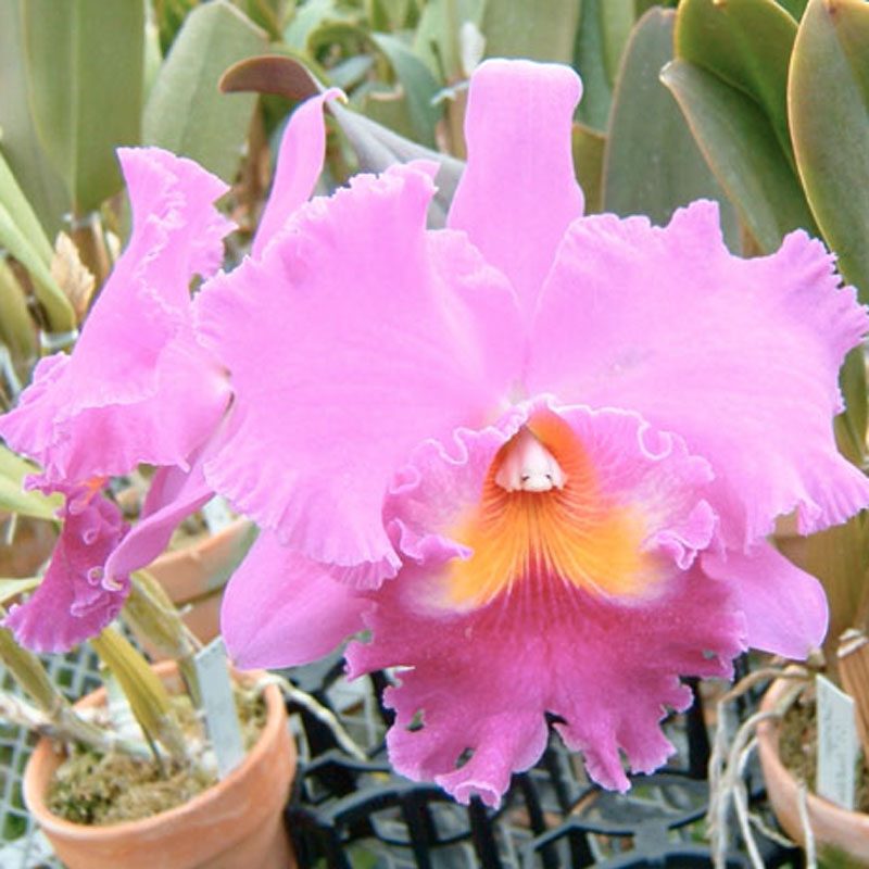 Cattleya Lc. Sakuragari = Lc. Bonanza × Lc. Irene Finney (1988) orchid, flower number SC143