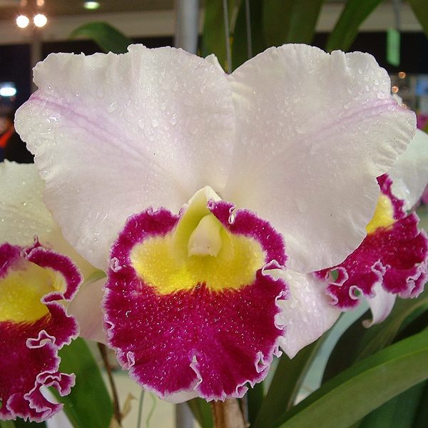 SC15 · Laeliocattleya Longriver Compton ‘Golden Star’ FCC /AOS