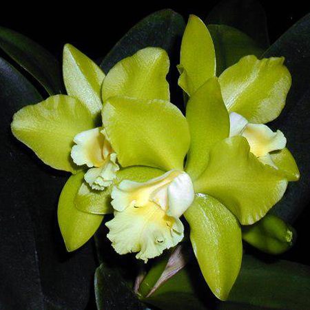 SC17 · Brassolaeliocattleya Hawaiian Passion ‘Carmela’ HCC/AOS