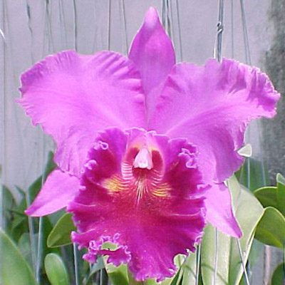 SC18 · Brassolaeliocattleya Lucky Strike ‘Mongkoltrakul’ FCC