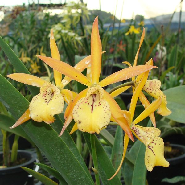 Vaughnara Fairy Tales 'Yellow Star' orchid, flower number SC21