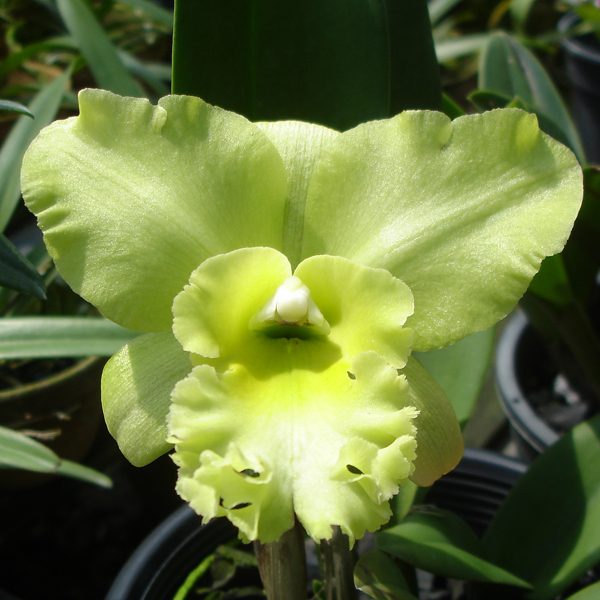 Brassolaeliocattleya Three Suns 'Green Fantasy' AM/OSROC orchid, flower number SC23
