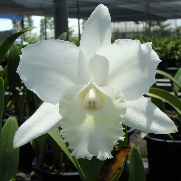 Cattleya Hawaiian Wedding Song 'Virgin' HCC/AOS orchid, flower number SC24