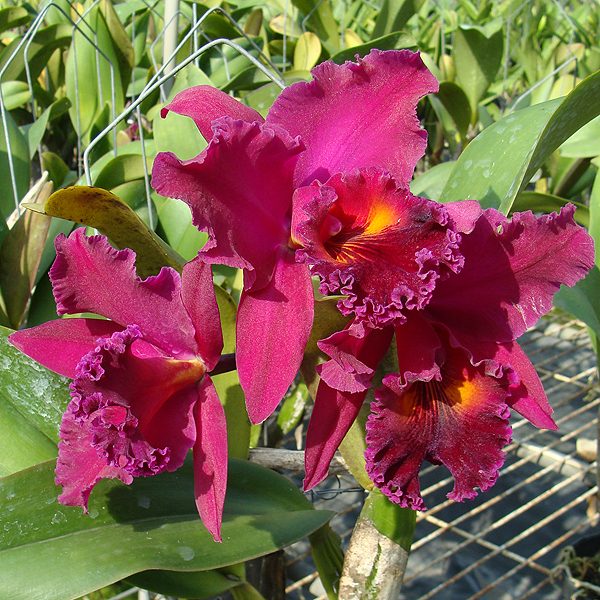 Brassolaeliocattleya Sanyang Ruby Kuan Long orchid, flower number SC25