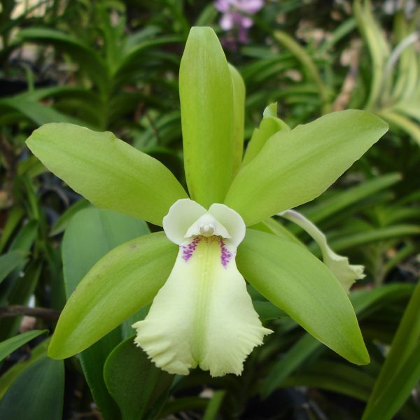 SC26 · Brassocattleya Nodosa ‘ DIG’ × Netrasiri Beauty