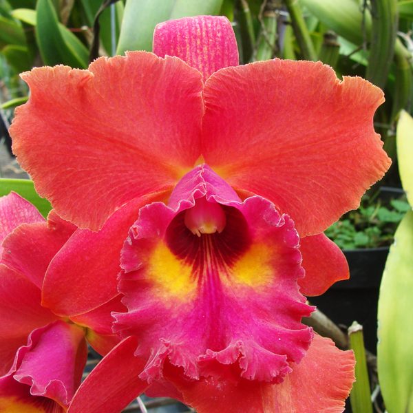 Laeliocattleya Tainan City 'General' HCC/AOS orchid, flower number SC27