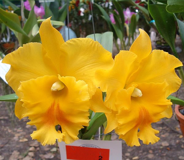 SC28 · Brassolaeliocattleya Haadyai Delight ‘Bangprom Gold’