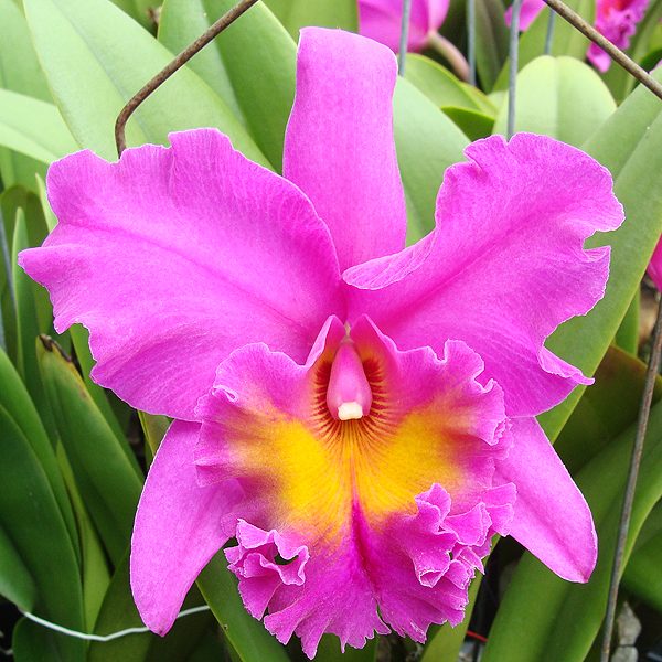 Brassolaeliocattleya Triumphal Coronation 'Seto' AM/AOS orchid, flower number SC29