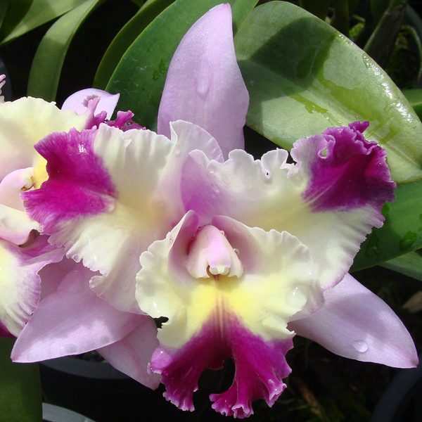 SC30 · Laeliocattleya Maris’s Song ‘CTM-217’