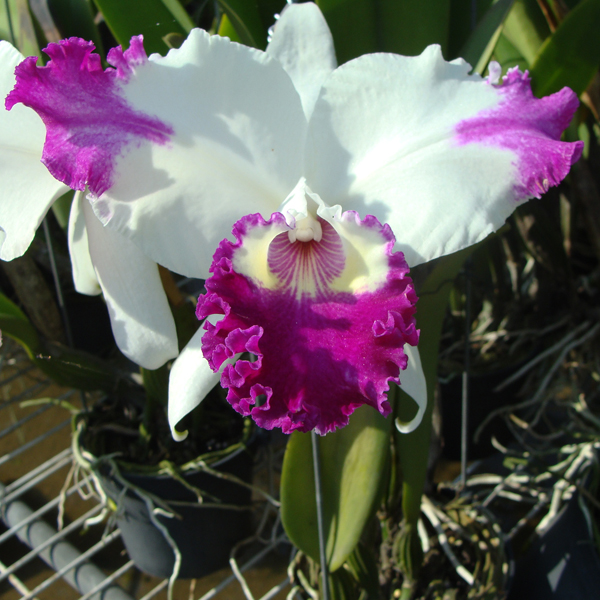 Laeliocattleya White Spark 'Panda' orchid, flower number SC31