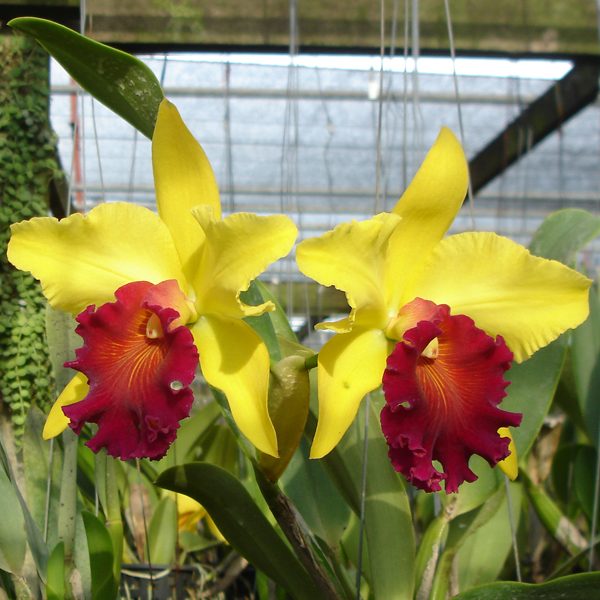 Cattleya Alma × Blc Cheah Bean-Kee orchid, flower number SC33
