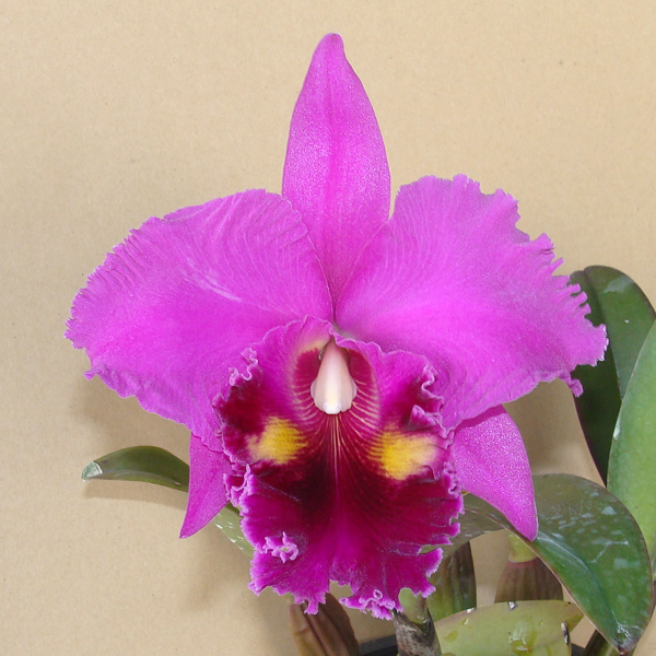 Brassolaeliocattleya Lucky Strike 'Golden Ring' AM orchid, flower number SC35