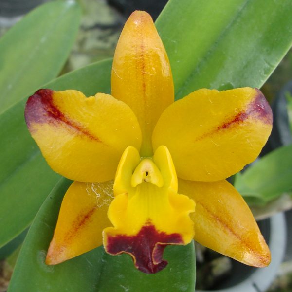 Laeliocattleya Yellow Splash orchid, flower number SC36