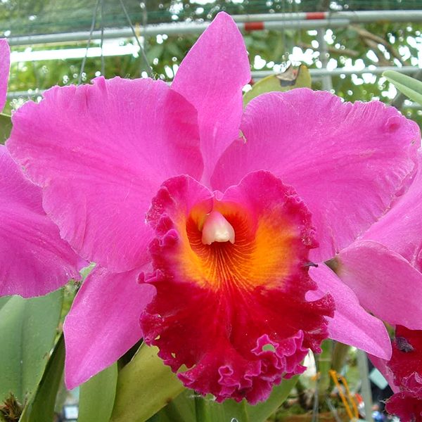 Brassolaeliocattleya King of Taiwan 'Ta-Hsin' #1 AM/AOS orchid, flower number SC38