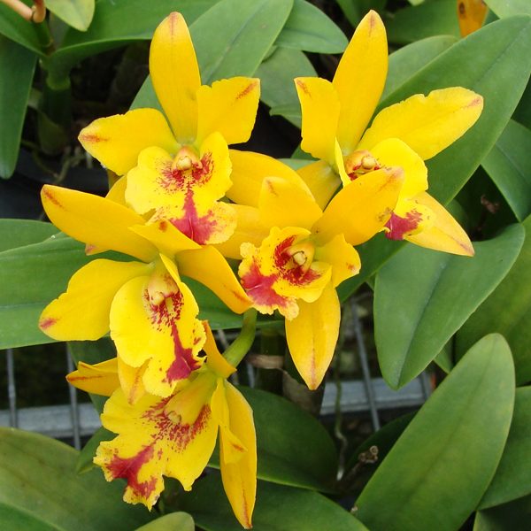 SC41 · Potinara Burana Beauty × Lc Bright Angel