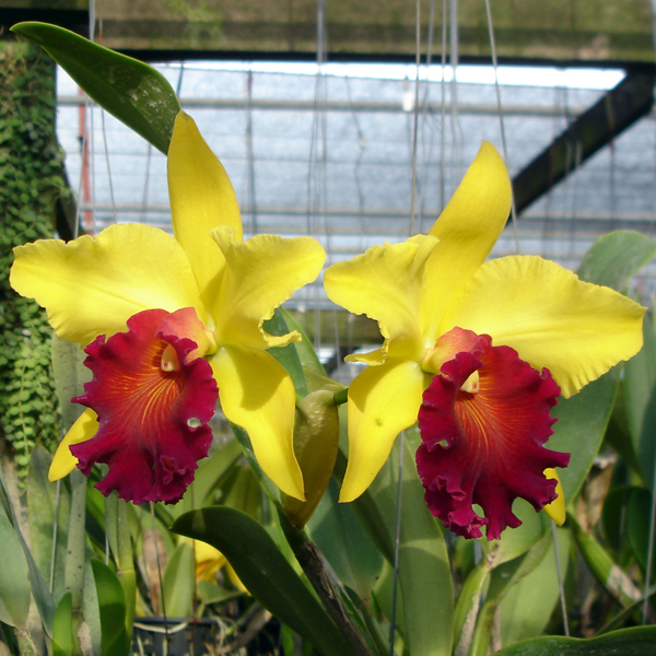 SC42 · Brassolaelio Cattleya Alma Kee
